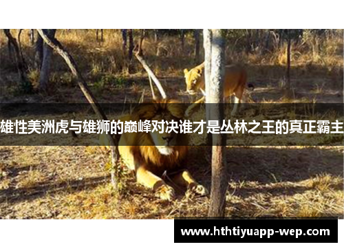 雄性美洲虎与雄狮的巅峰对决谁才是丛林之王的真正霸主